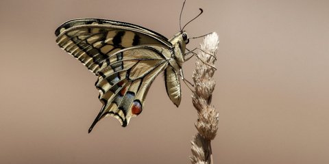 Μια πεταλούδα Μαχάων, από τα μεγαλύτερα σε μέγεθος είδη της Ευρώπης, κάθεται στην άκρη ενός αγριόχορτου στην πόλη των Τρικάλων
