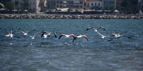 Εντυπωσιακές εικόνες προσέφερε κοπάδι φλαμίνγκο ανοιχτά της πόλης του Ναυπλίου