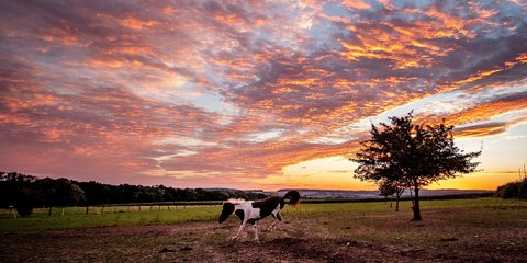 Ενα άλογο σε πάντοκ της Φρανκφούρτης τρέχει με φόντο τα μαγικά χρώματα του δειλινού