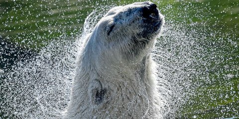 Μια πολική αρκούδα προσπαθεί να δροσιστεί αυτό το καυτό καλοκαίρι σε ζωολογικό κήπο της Γερμανίας 