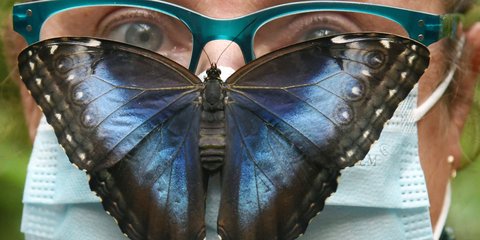 Κι όμως δεν είναι μοντάζ ή ζωγραφιά: Μια τεράστια πεταλούδα έκατσε στη μάσκα γυναίκας στο Βίτενμπεργκ της Γερμανίας 