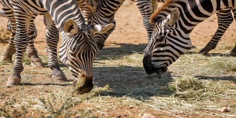 Ζέβρες στον στο Αττικό Ζωολογικό Πάρκο