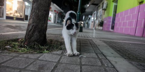 Ο μόνος που κυκλοφορεί μετά τα μεσάνυχτα στα Τρίκαλα, είναι αυτός ο γάτος (και ο φωτογράφος)