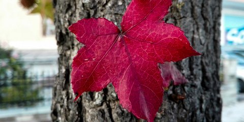 Το φθινόπωρο δεν μπαίνει σε καραντίνα 
