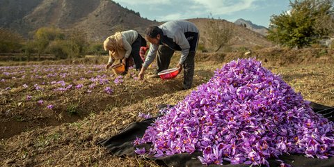 Αγρότες στο Κασμίρ μαζεύουν άνθη κρόκου για την παραγωγή σαφράν 