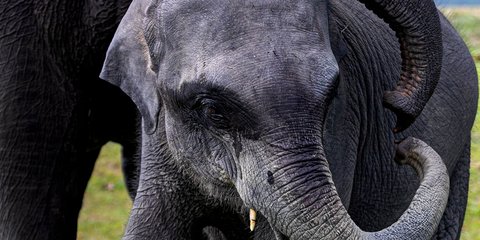 Παιχνίδι ελεφάντων