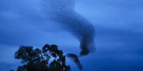 Οταν η φύση έχει κέφια: Χιλιάδες ψαρόνια σε εντυπωσιακούς σχηματισμούς 