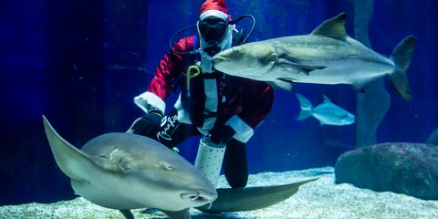Ενας υπάλληλος του ενυδρείου του Ρίο ντε Τζανέιρο στη Βραζιλία, ταΐζει καρχαρίες, ντυμένος Αη-Βασίλης 