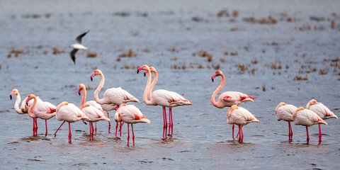 Μοναδικές εικόνες: Φλαμίνγκο στη Λιμνοθάλασσα του Καλοχωρίου στη Θεσσαλονίκη/Βασίλης Βερβερίδης-Eurokinissi