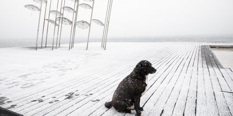Ο σκυλάκος χαίρεται με το χιόνι στην παραλία της Θεσσαλονίκης 