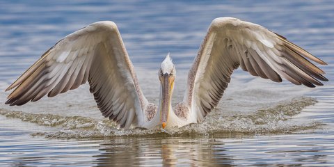 Αργυροπελεκάνος στη λίμνη Κερκίνη