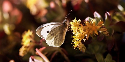 Μύρισε Ανοιξη στη φύση/Eurokinissi