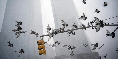 Μια διαφορετική εικόνα, από τη χιονισμένη Νέα Υόρκη/ΑΡ