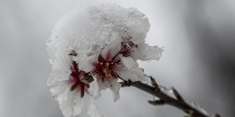 Χιονισμένη Αμυγδαλιά!