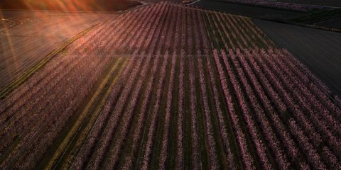 Ανθοφορία στον κάμπο της Ημαθίας