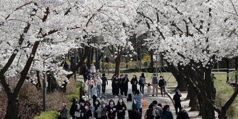 Κάτοικοι της Σεούλ στη Νότια Κορέα περπατούν με μάσκες κάτω από ολάνθιστες κερασιές
