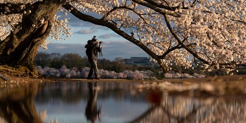  Η αντανάκλαση του φωτογράφου στις ανθισμένες κερασιές της Ουάσιγκτον