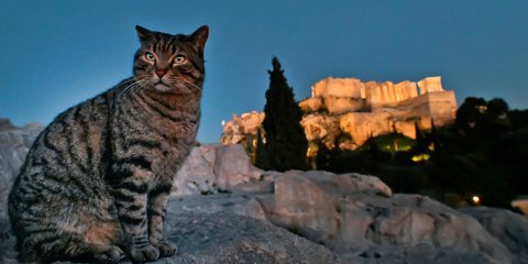 Ενας γάτος στην Ακρόπολη