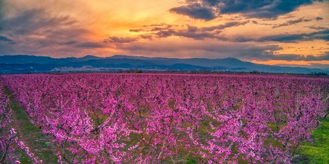 Οι ανθισμένες ροδακινιές στον κάμπο της Ημαθίας / Φωτογραφία: Βερβερίδης Βασίλης / Motion Team 