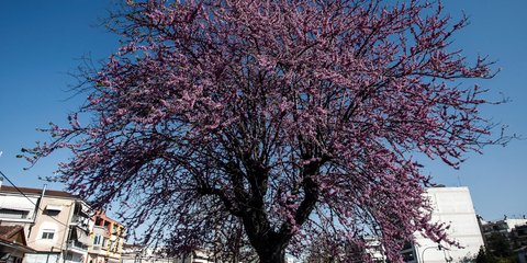 Ανοιξη στην Αθήνα/Eurokinissi