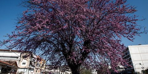 Ανοιξη στην πόλη