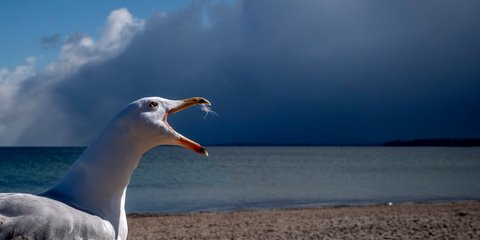 Ενας γλάρος κρώζει με φόντο το συννεφιασμένο ουρανό της Βαλτικής 