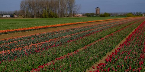 Πανδαισία χρωμάτων στα χωράφια με ανθισμένες τουλίπες στο Βέλγιο