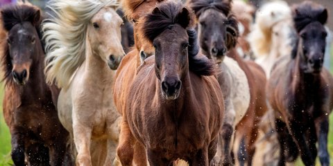 Ελευθερία και για τα άλογα στη Γερμανία