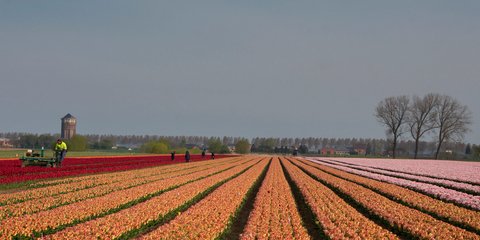 Σαν πίνακας ζωγραφικής -Καλλιεργώντας τουλίπες στο Βέλγιο/ΑΡ