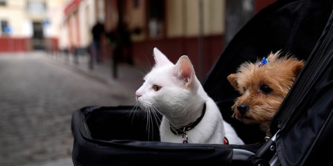 Μια παράξενη παρέα στο καρότσι... Σεβίλλη/AP Photo/Thanassis Stavrakis