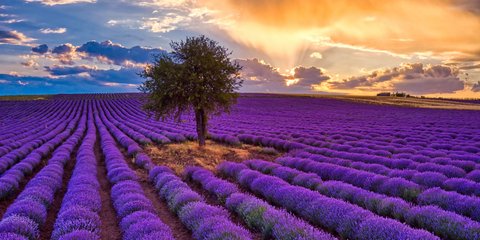 Μαγικό σκηνικό με λεβάντες και ελίχρυσους σε πεδιάδα της Θεσσαλονίκης