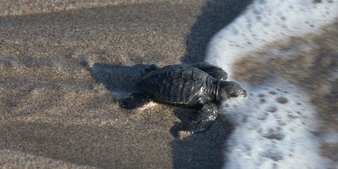 Μπαλί: Ενα μωρό θαλάσσιο χελωνάκι ξεκινά το ταξίδι του προς τη θάλασσα 
