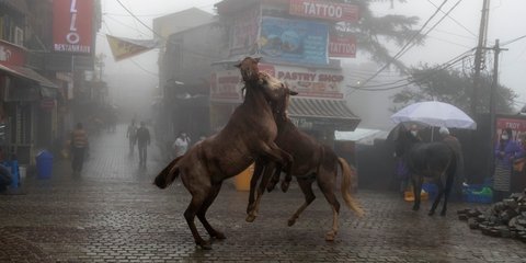 Παιχνίδια στη βροχή: Δύο άλογα σε πλατεία πόλης της Ινδίας 