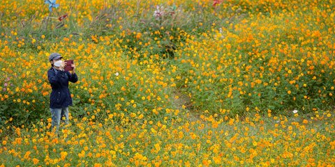 Ολάνθιστο λιβάδι στην Ν. Κορέα