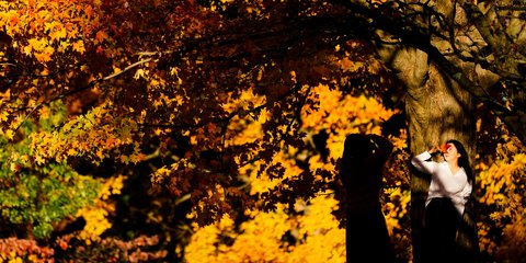 Φθινοπωρινή εικόνα σε δάσος της Πενσυλβάνια των ΗΠΑ 