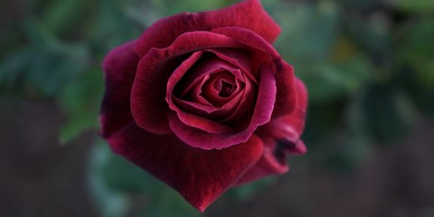 Ενα κατακόκκινο, ολάνθιστο τριαντάφυλλο περιμένει να το μυρίσουν