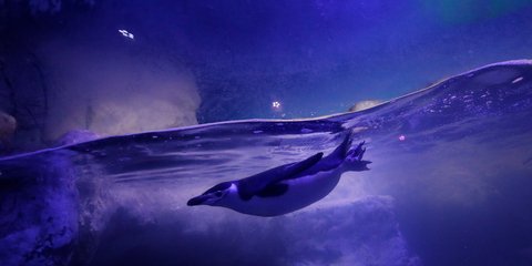 Ενας απίθανος πιγκουίνος κολυμπά στο ενυδρείο της πόλης του Μεξικού 