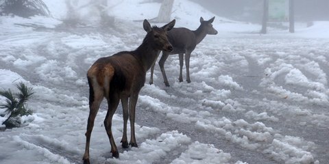 Ελάφια στη χιονισμένη Πάρνηθα 