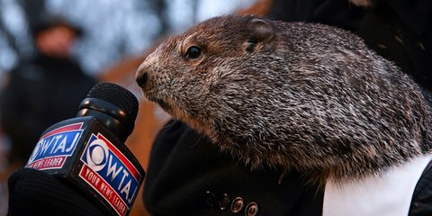 Η μέρα της μαρμότας στις ΗΠΑ -Το θηλαστικό που προβλέπει τον καιρό 