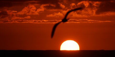 Ενα γλάρος χαίρεται την ανατολή του ήλιου στον Ατλαντικό