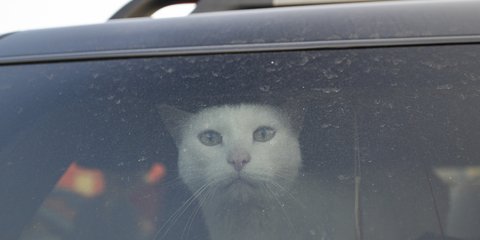 Η προσφυγιά των Ουκρανών μέσα από τα μάτια μιας γάτας 