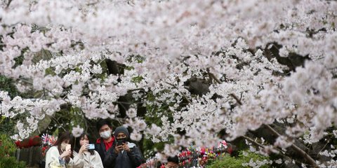 Τόκιο: Οι κερασιές άνθισαν και φέτος