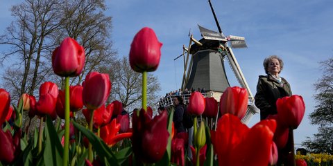 Άνθισαν οι τουλίπες στην Ολλανδία