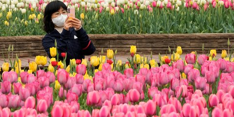 Νότια Κορέα: Το θέαμα των ανθισμέων τουλιπών είναι ευφραίνει την καρδιά μιας ντόπιας 