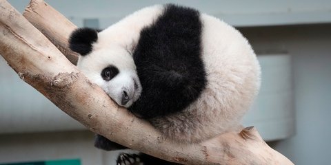 Ένα μικρό θηλυκό πάντα ατενίζει τον κόσμο από το κλουβί του ζωολογικού κήπου της Κουάλα Λουμπούρ στη Μαλαισία 