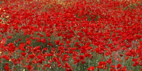 Χωράφι με ολάνθιστες παπαρούνες στη Νέα Μεσημβρία Θεσσαλονίκης 