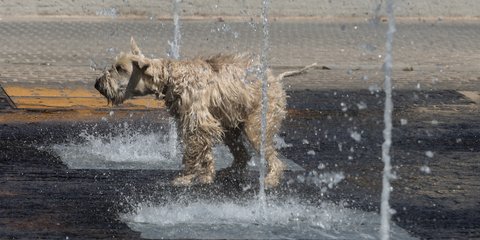 Αθήνα: Και τα τετράποδα ψάχνουν στιγμές δροσιάς από τον πρόωρο καύσωνα