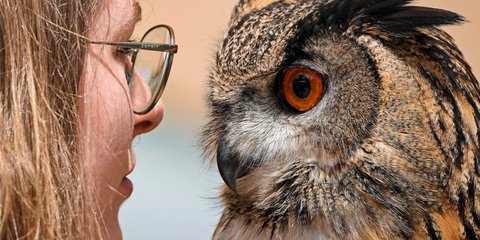 Ένα σπάνιο τετ α τετ ανθρώπου και αρπακτικού πριν το κυνήγι 