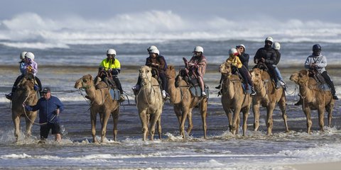 Βόλτα με καμήλες στη... θάλασσα, για τους τουρίστες, στο Birubi Point του Κόλπου Άννα, της Αυστραλίας... / AP