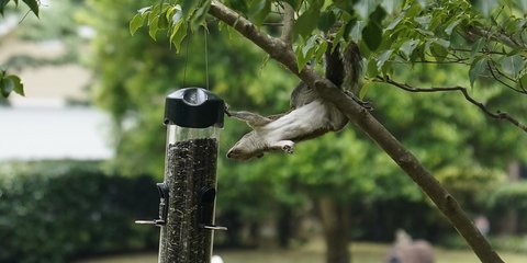 Ένας σκίουρος προσπαθεί να... κλέψει την τροφή των πουλιών, από την ταϊστρα που έχει τοποθετηθεί σε πάρκο, στην Πολιτεία της Γεωργίας, στις ΗΠΑ / AP-Brynn Anderson